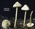 Lepiota subalba-amf2057